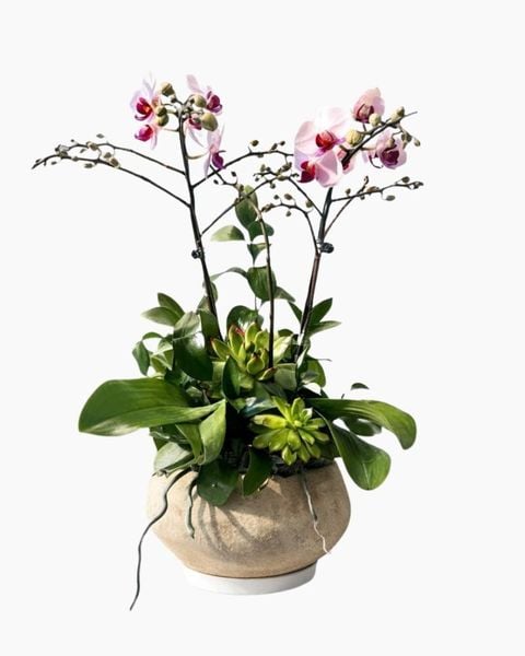 Lan Hồ Điệp: Chậu Lan Hồ Điệp Lan Song Hỷ Nhẹ Nhàng - LHD218