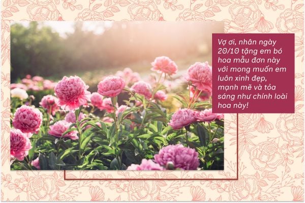 Chúc vợ yêu một ngày 20/10 tràn đầy niềm vui và bình an như những bông hoa hồng trắng tinh khôi