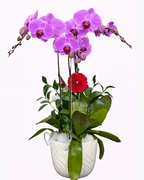 Lan Hồ Điệp: Chậu Hoa Lan Hồ Điệp Hồng - LHĐ90