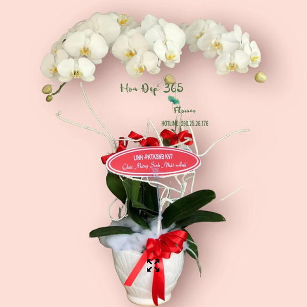 Lan Hồ Điệp Trắng