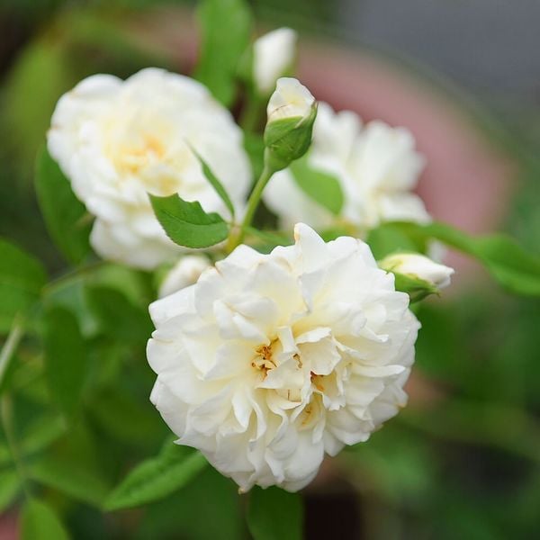 Hoa hồng leo trắng Lamarque rose - giống hoa hồng trắng quý hiếm bậc nhất 2026