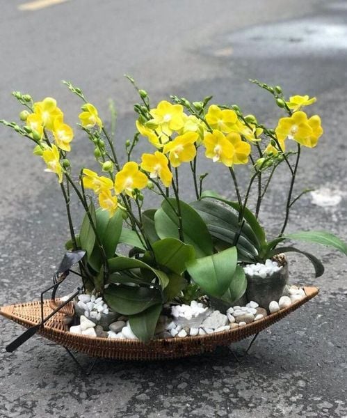 Hoa lan hồ điệp vàng rất phù hợp với người mệnh Thổ