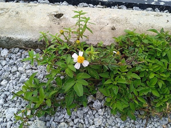 sự tích hoa xuyến chi