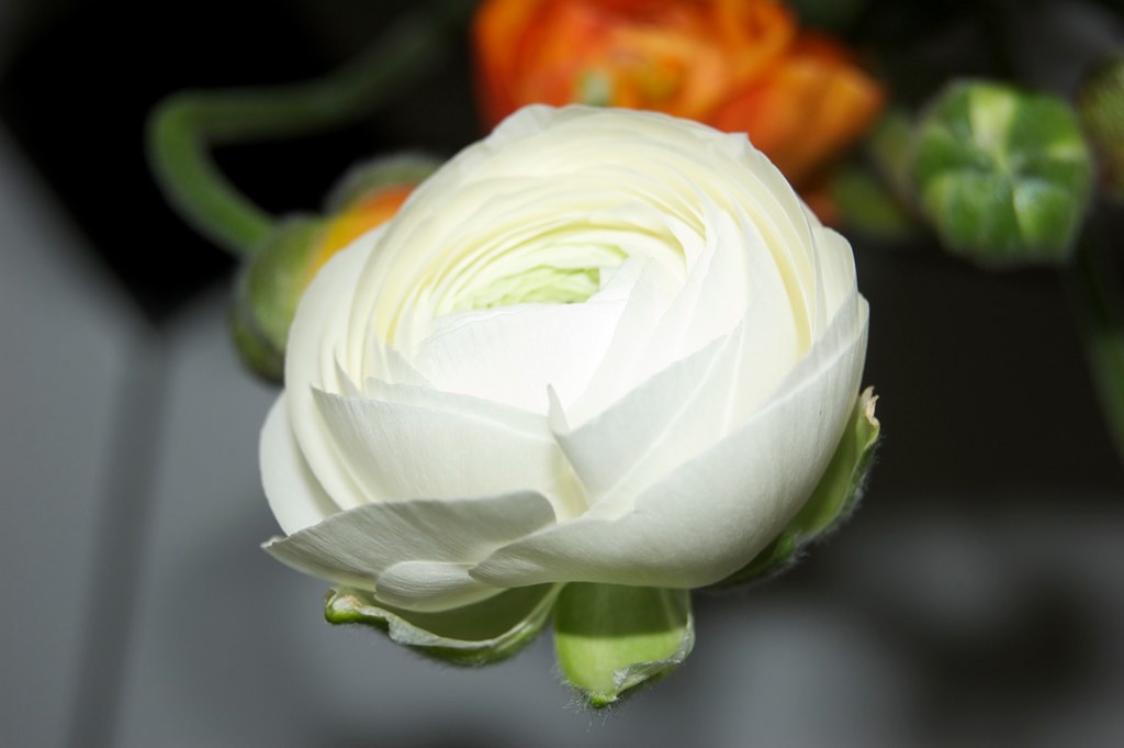 Lợi Ích Của Ranunculus Trong Trang Trí