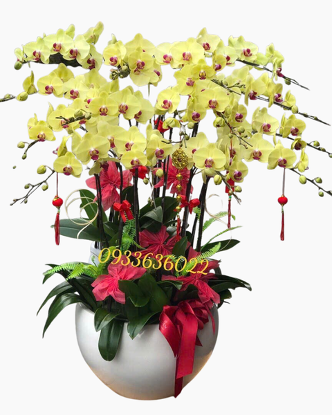  Chậu Lan Hồ Điệp Xuân Vượng - LHĐ158 
