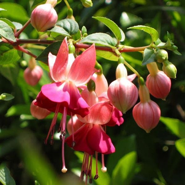Hoa Lồng Đèn