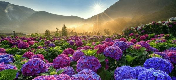 Ngắm hoa cẩm tú cầu rực rỡ vào mùa hè ở Đà Lạt