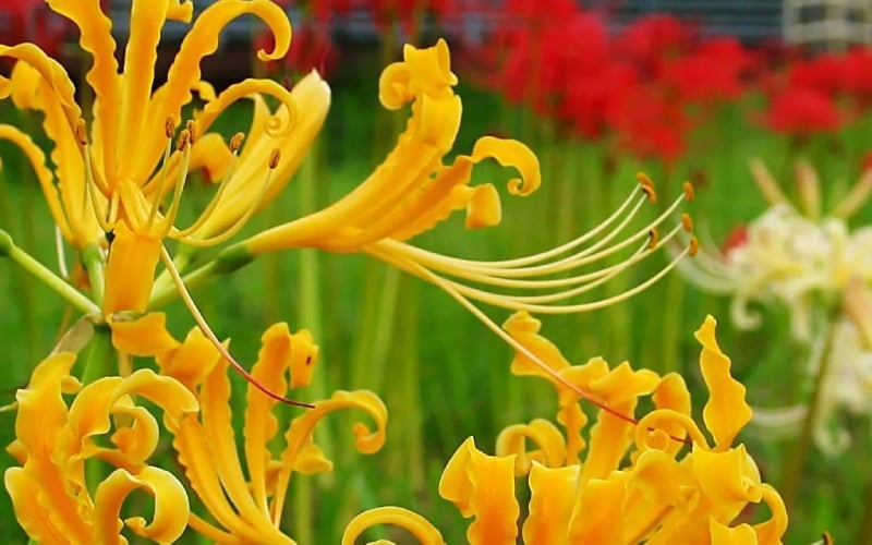Những công dụng ít người biết của hoa bỉ ngạn trong y học và đời sống tâm linh