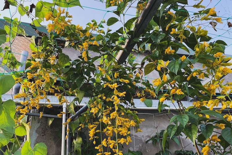 Quy trình trồng cây lan hoàng dương đúng kỹ thuật, từ đào hố, đặt bầu cây đến dựng giàn leo sau khi cây bén rễ.