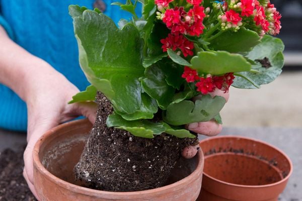 Mẹo chăm sóc cây sống đời trong nhà đơn giản, mang lại may mắn, tài lộc