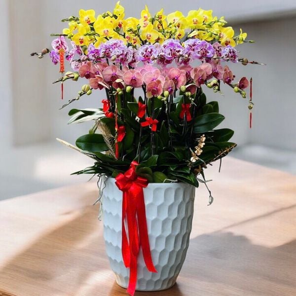 Chậu Hoa Lan Hồ Điệp 25 Cành Mix Màu - LHĐ108