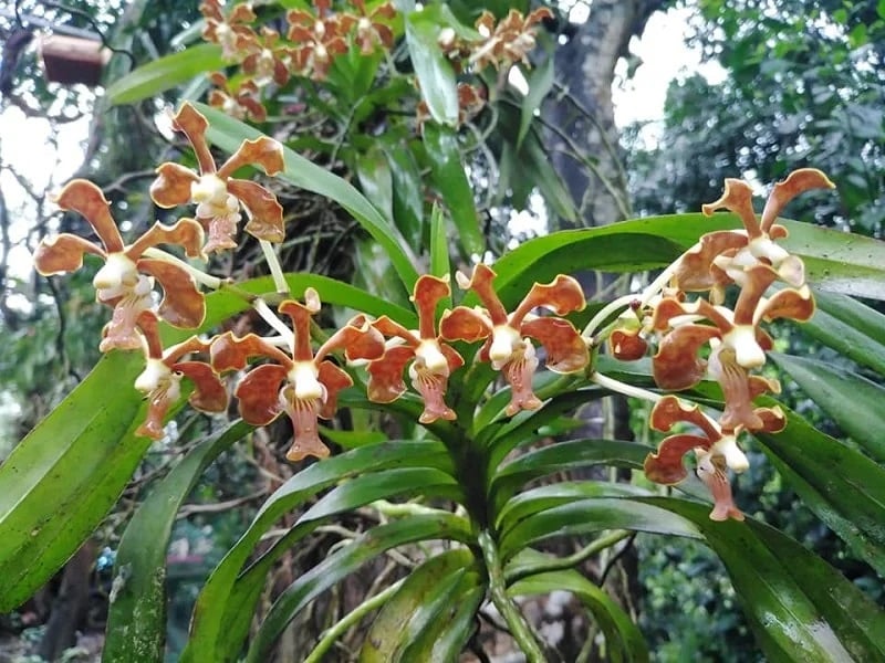 Mặt hoa Vanda rừng thuần chủng
