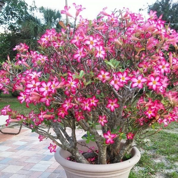 Vẻ đẹp rực rỡ của chậu sứ hoa màu hồng cực kỳ thu hút.