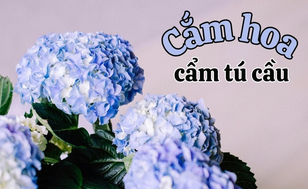10 Cách cắm hoa cẩm tú cầu tươi lâu cả tuần, nghệ thuật đẹp nhất