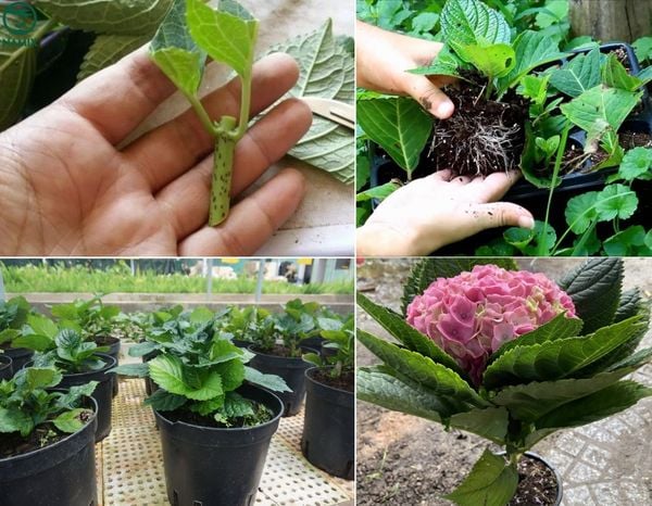 Cách trồng hoa Cẩm Tú Cầu nở đẹp, ra hoa nhanh và nhiều.