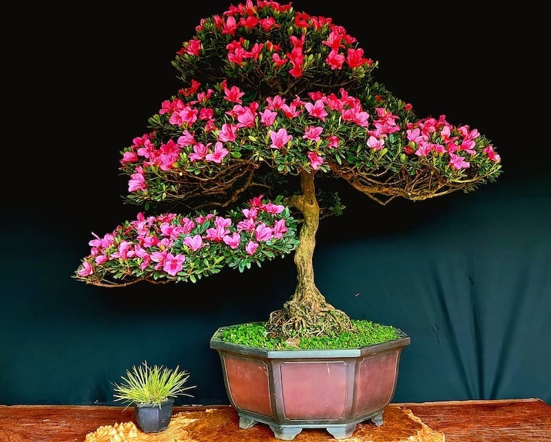 Hoa đỗ quyên chưng Tết cầu mong gia đình hạnh phúc
