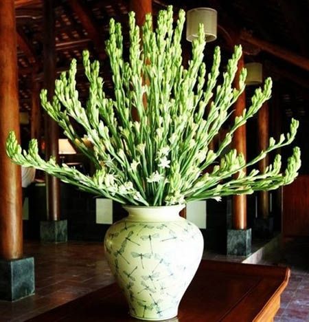  Hoa Huệ Trắng - Bó 10 Cành Hoa Tươi Cao Cấp 
