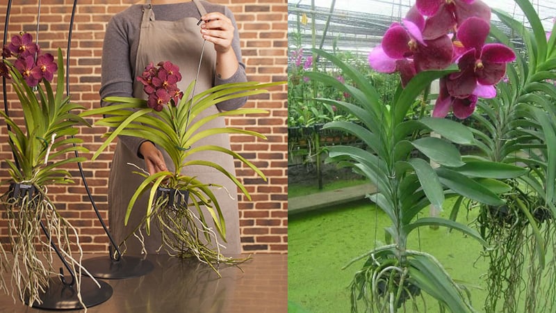 Thay chậu định kỳ cho lan Vanda