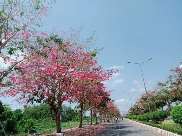 Rực rỡ mùa hoa kèn hồng ở miền Tây.
