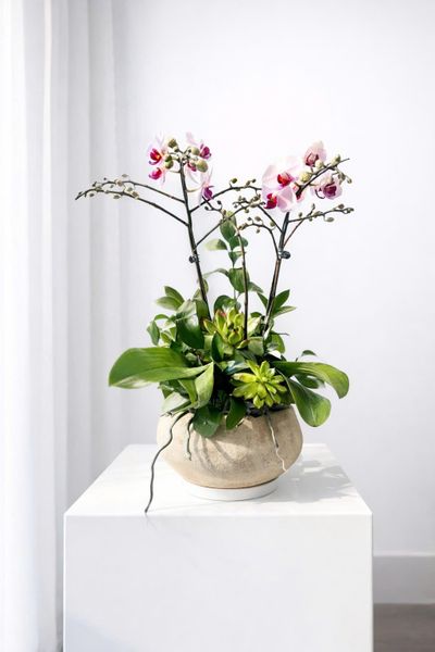 Lan Hồ Điệp: Chậu Lan Hồ Điệp Lan Song Hỷ Nhẹ Nhàng - LHD218