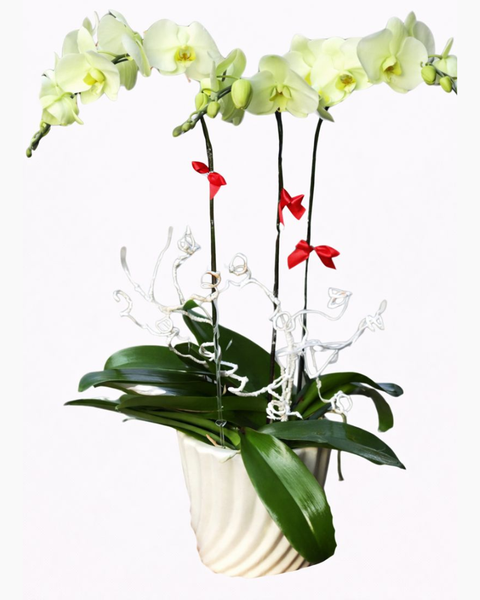 Lan Hồ Điệp: Chậu Hoa Lan Hồ Điệp Xanh Bơ - LHĐ41