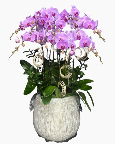  Chậu Lan Hồ Điệp Chung Tình  - LHĐ133 