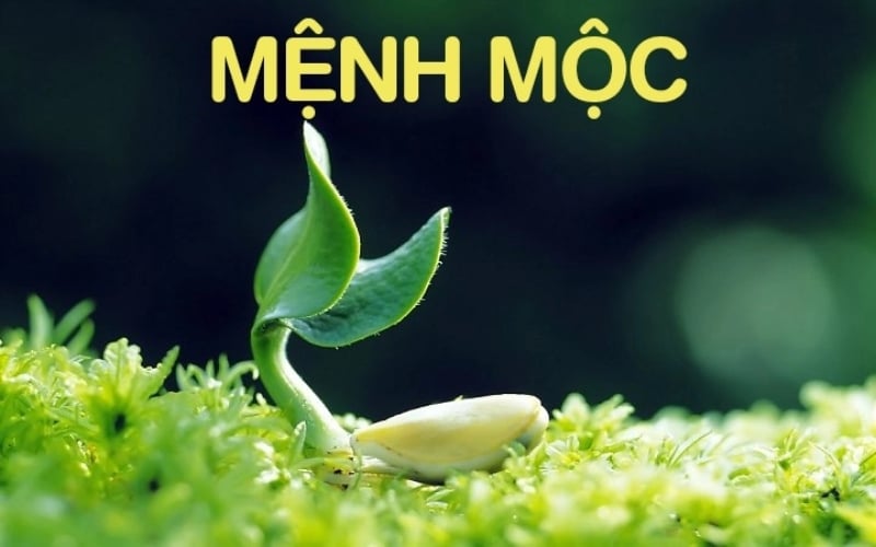Biểu tượng cây xanh tươi tốt, đại diện cho mệnh Mộc trong Ngũ hành