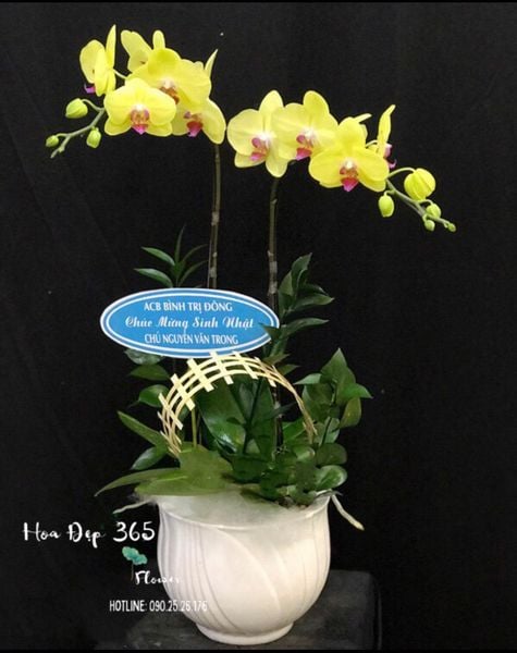 Chậu Hoa Lan Hồ Điệp Vàng