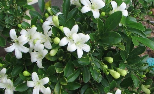 Cây nguyệt quế trưng trong nhà giúp mang lại may mắn