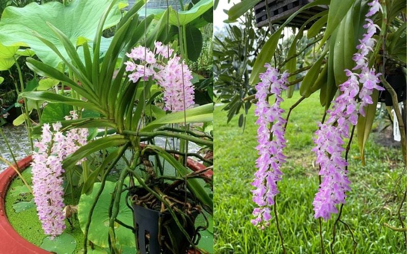 Ý nghĩa phong thủy và vẻ đẹp tinh thần của hoa lan Đuôi Cáo