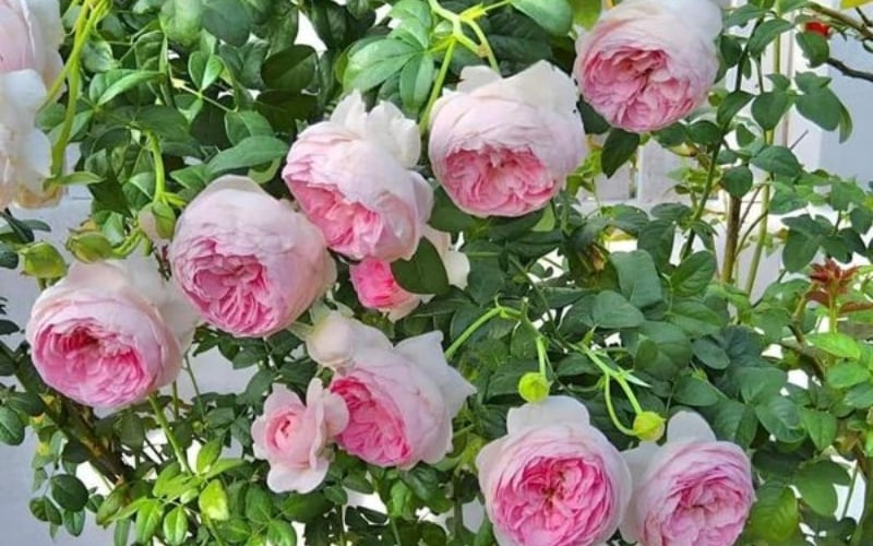 Chùm hoa hồng leo Mon Coeur với sắc trắng hồng dịu dàng và hương thơm quyến rũ