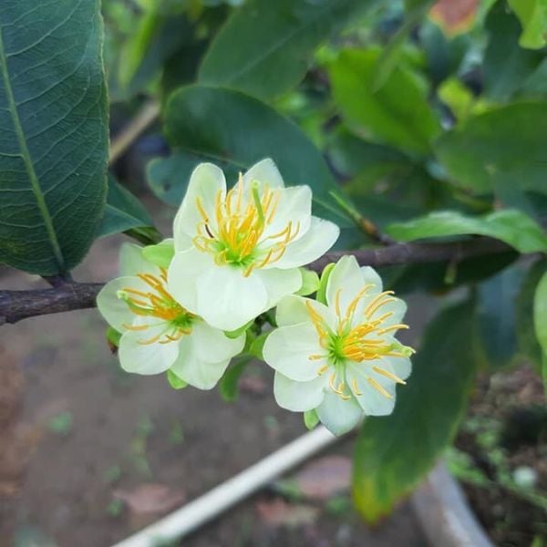 Hoa Thanh Mai