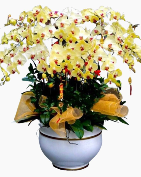 Lan Hồ Điệp: Chậu Hoa Lan Hồ Điệp Hạnh Phúc VIên Mãn - LHĐ66