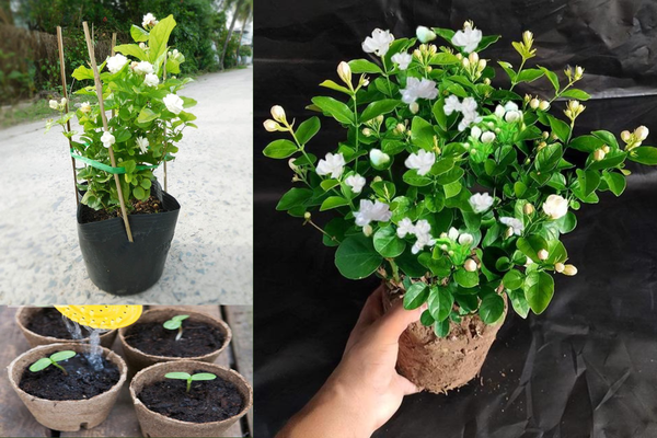 Cách trồng hoa nhài & chăm sóc tại nhà