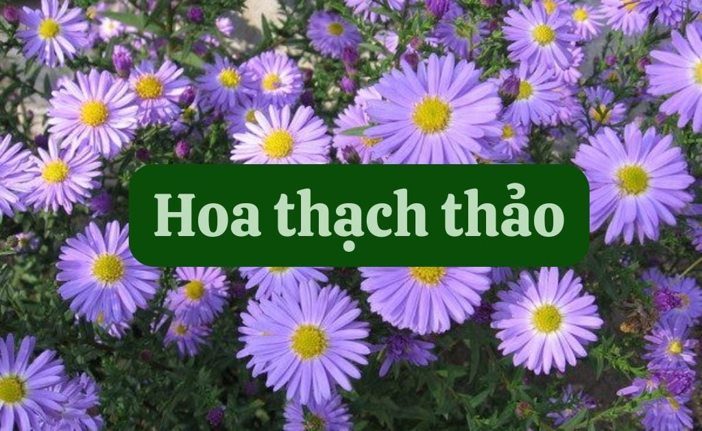 Cách cắm hoa thạch thảo đẹp, chuyên nghiệp, chơi lâu cả tuần