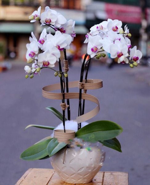 Lan Hồ Điệp: Chậu Lan Hồ Điệp Bé Xinh - LHĐ07