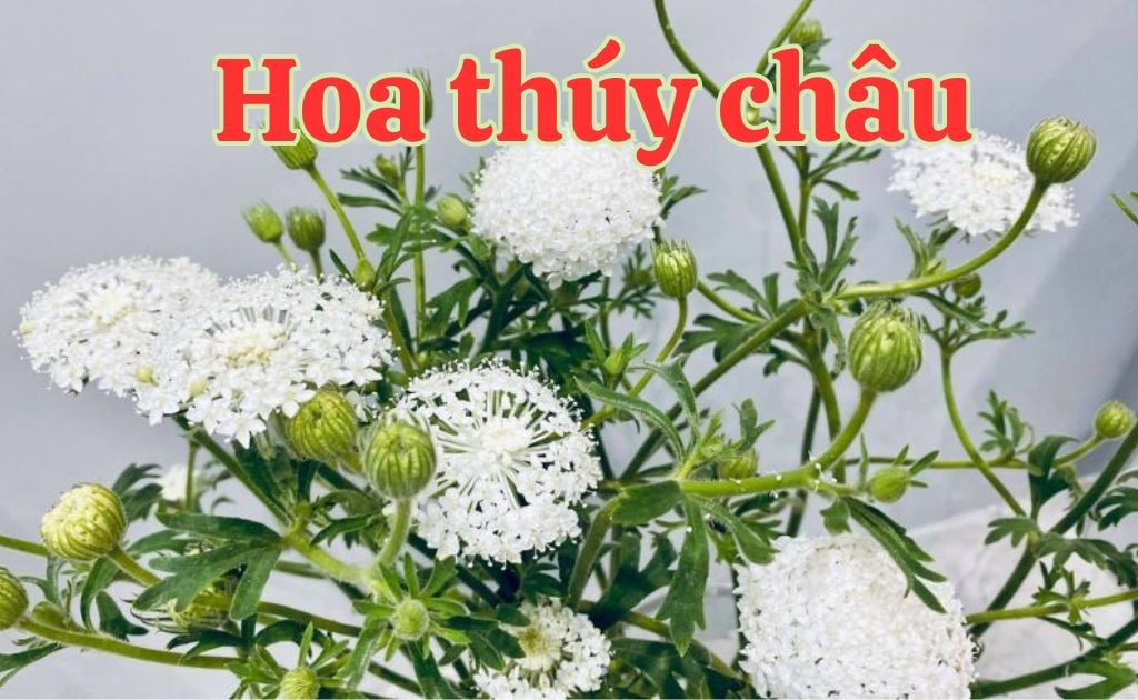 Hoa thúy châu (hoa voan, hoa ren) — Trachymene coerulea