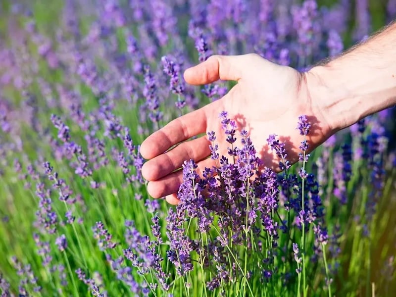 Hướng dẫn chi tiết cách trồng và chăm sóc hoa oải hương tại nhà hiệu quả