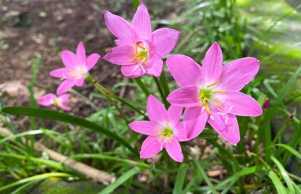 Đặc điểm của cây hoa tóc tiên.
