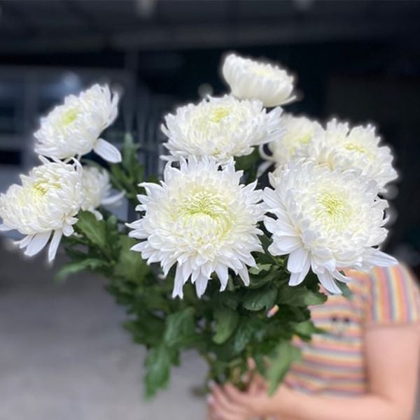 Hoa Cắt Cành: Hoa Cúc Đại Đóa - Hoa Cắt Cành