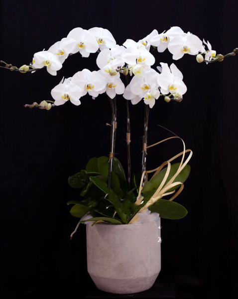 Lan Hồ Điệp: Chậu Hoa Lan Hồ Điệp Spring In Blossom - LHĐ18