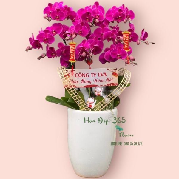 Hoa lan chưng Tết đẹp, sang trọng