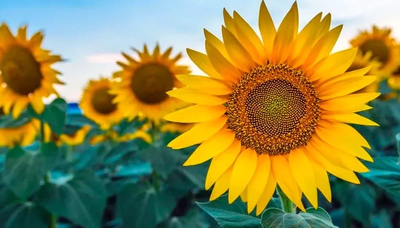 Hoa hướng dương (sun flower) còn gọi là hoa mặt trời