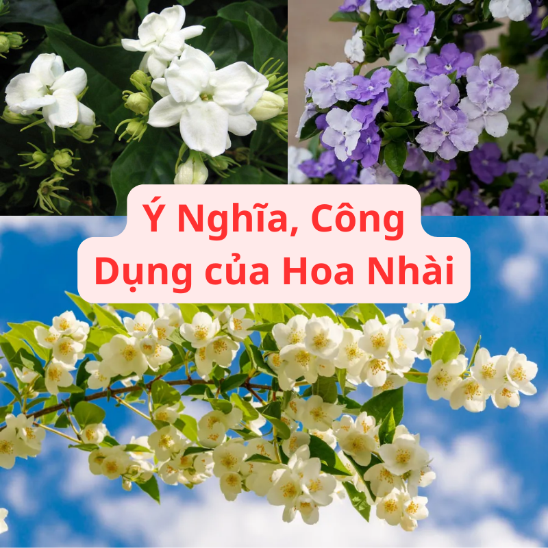 Hoa Nhài: Ý Nghĩa, Công Dụng & Hoa Nhài Hợp Mệnh Gì?