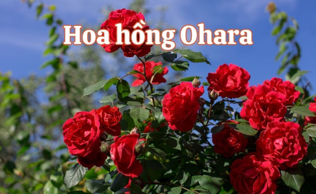 Hoa hồng Ohara có mấy màu? Ý nghĩa và cách cắm tươi lâu cả tuần