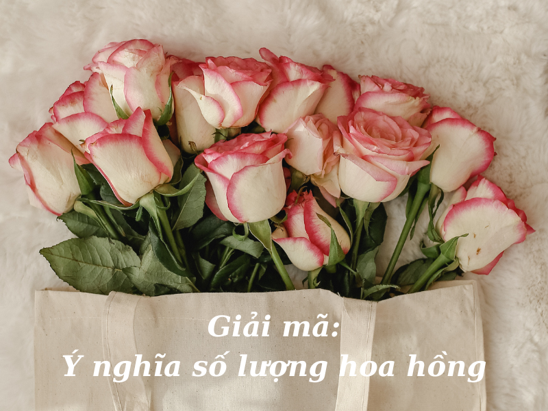 Ý Nghĩa Số Lượng Hoa Hồng: Từ 1 Đến 1001 Bông Hồng