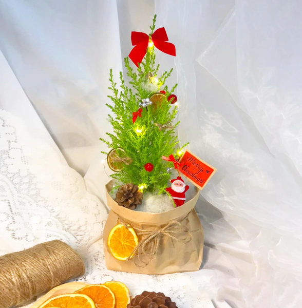 Cây tùng thơm mini - trang trí lung linh chào đón giáng sinh