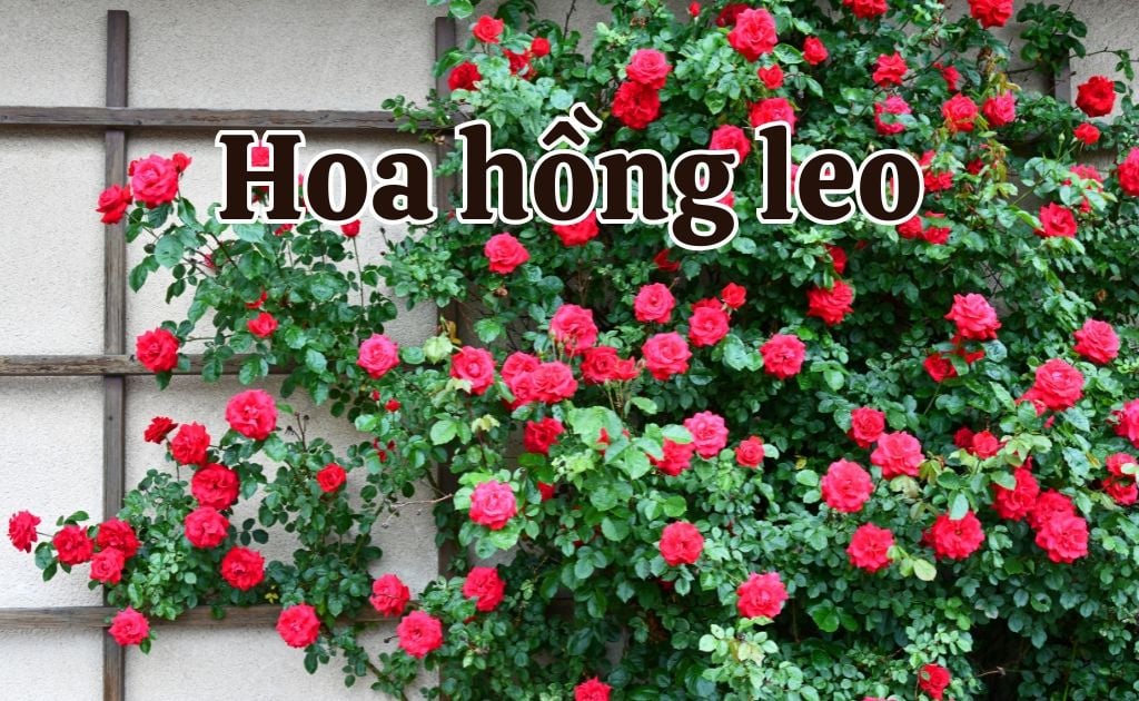 Top 100 hoa hồng leo đẹp nhất, cách trồng và chăm sóc