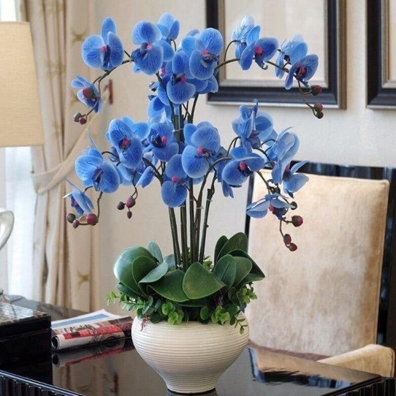 Mẫu lan hồ điệp xanh dương tượng trưng cho hòa bình, hy vọng