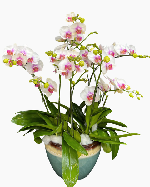Lan Hồ Điệp: Chậu Lan Hồ Điệp Xinh Xỉu- LHĐ210